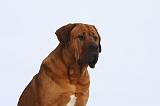 TOSA INU 315